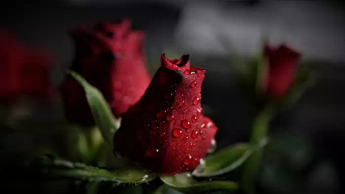 Rose mit Wassertropfen