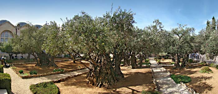 Garten Gethsemane