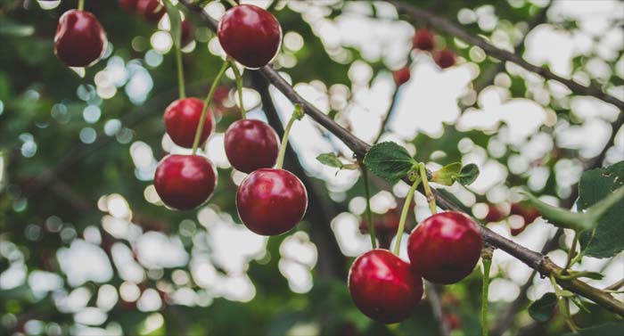 Frische Frucht in Fülle: Diene Gott und teile mit anderen