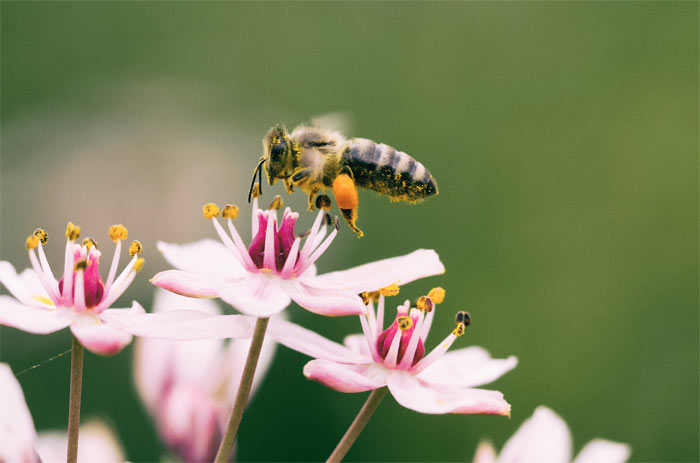 Honigbiene auf einer Blume