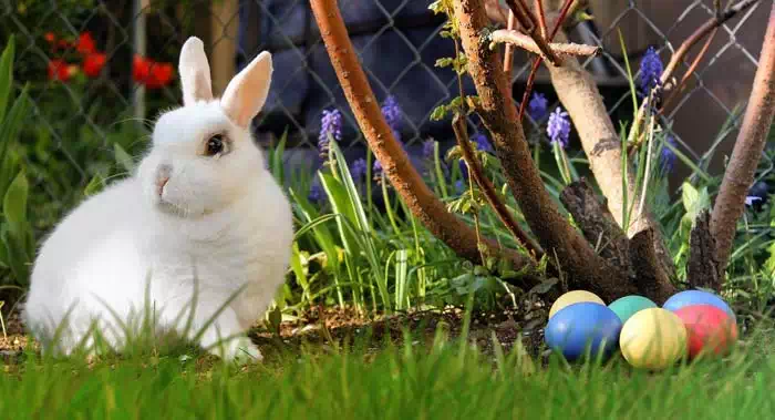 Osterhase Ostereier