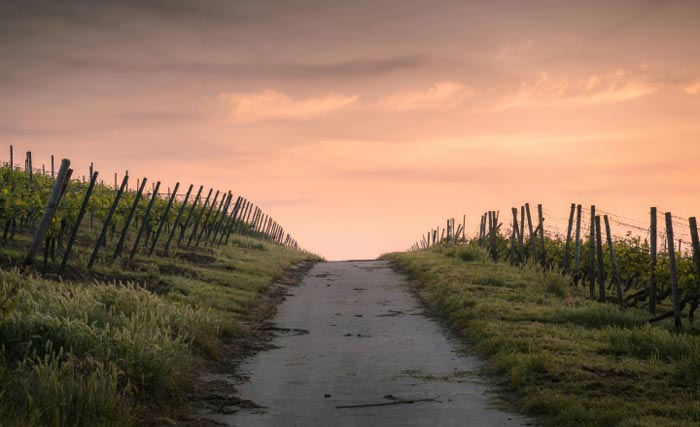 Einsamer Weg im Weinberg